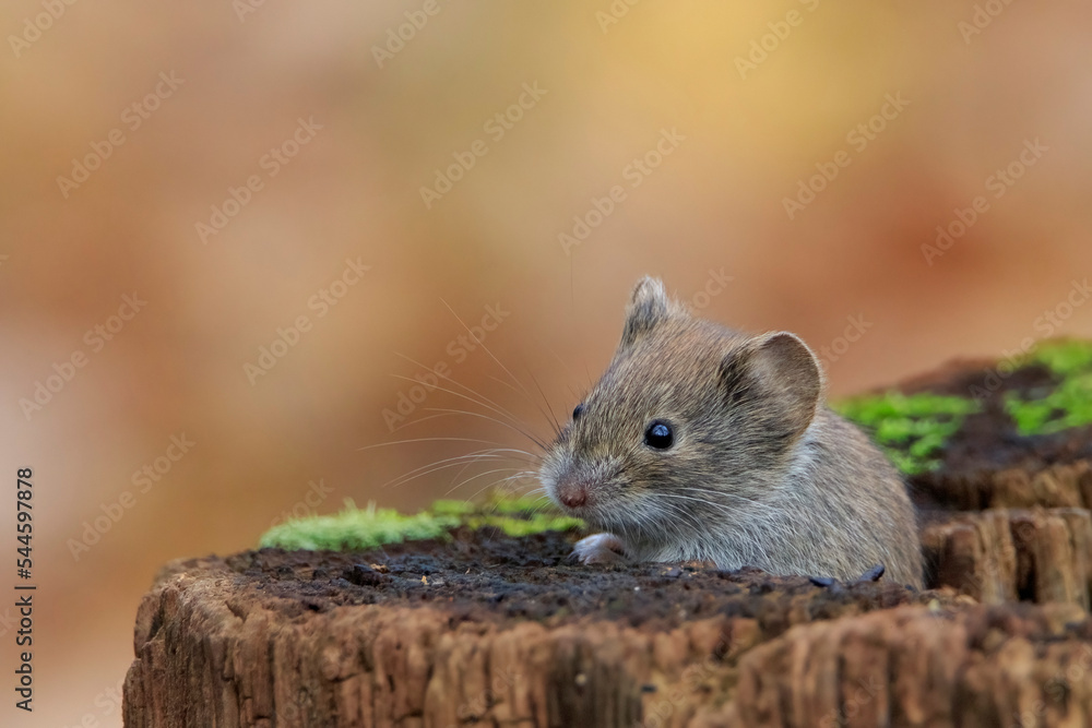 The forest mouse hides in an old stump The forest mouse hides in an old stump