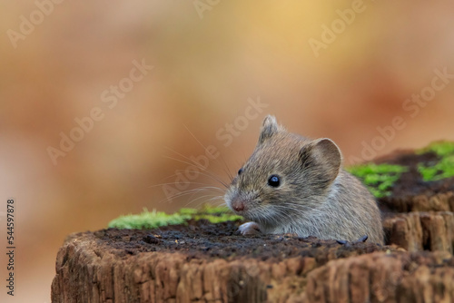The forest mouse hides in an old stump