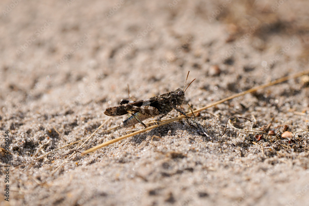 Desert grasshopper on sandy ground in natural environment. Red-winged grasshopper. Oedipoda germanica.
Desert grasshopper on sandy ground in natural environment. Red-winged grasshopper. Oedipoda germanica.