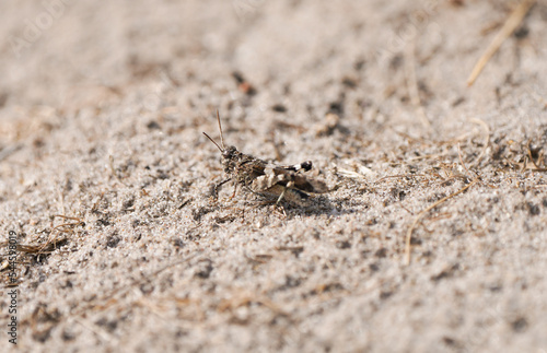 Desert grasshopper on sandy ground in natural environment. Red-winged grasshopper. Oedipoda germanica. 
