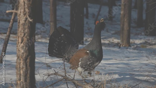 Male capercaillie in the forest in early spring. Western capercaillie. Scientific name: Tetrao urogallus. Capercaillie, heather cockerel or capercaillie in the mating season. (Canada) photo