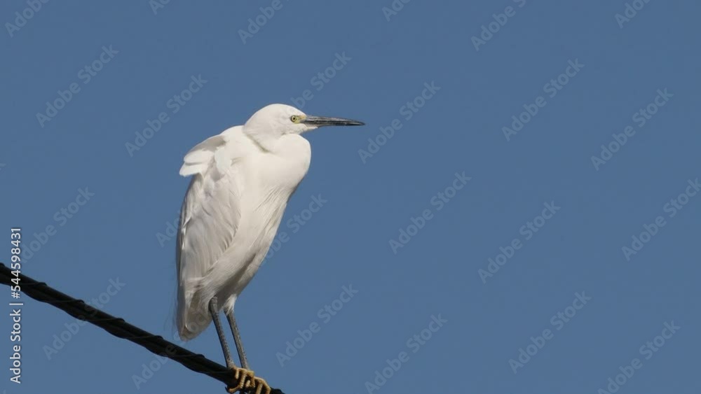 White heron searching for the bait from an electric wire White heron searching for the bait from an electric wire