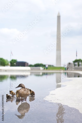 Lame Duck in front of Washington Monument in Washington D.C.