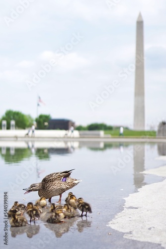 Angry Duck in front of Washington Monument in Washington D.C.
