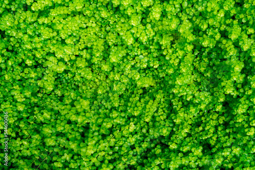 Full frame green leaves in garden. Dense green leaves with beauty pattern texture background. Green leaves for net zero carbon emissions concept. Green wallpaper. Top view ornamental plant in garden.