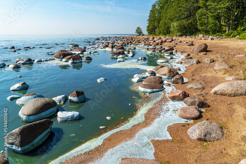 Blooming of water, blue-green algae near the shore of the Gulf of Finland, Repino, St. Petersburg