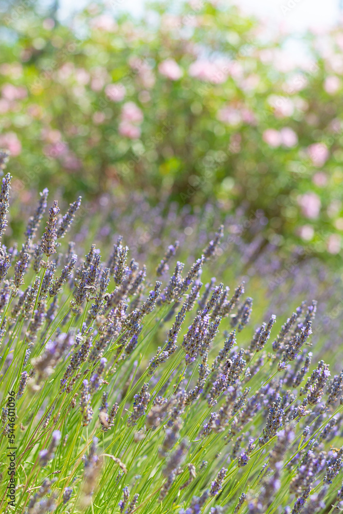 Blooming lavender, flowers, beautiful landscape in France