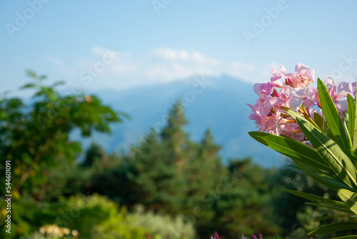View of a flowers, mountains in the Pyrenees, France
