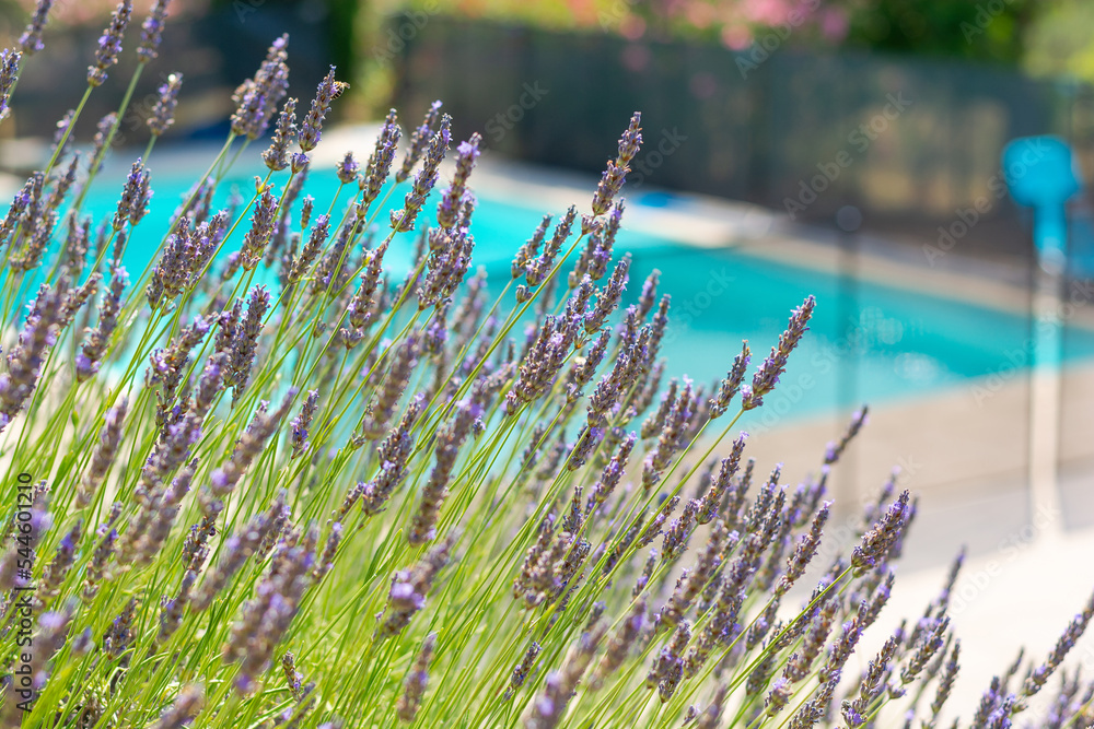 Blooming lavender at a pool background in the Pyrenees, France