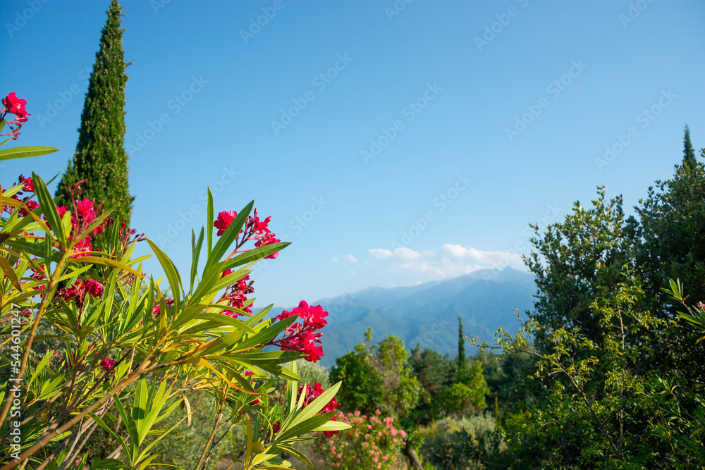 View of a cypress tree, flowers, mountains in the Pyrenees, France