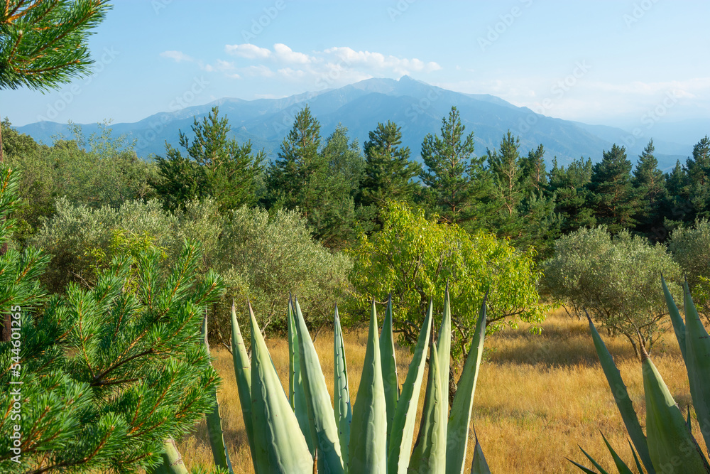 View of a blue american agaves; cacti, mountains in the Pyrenees, France