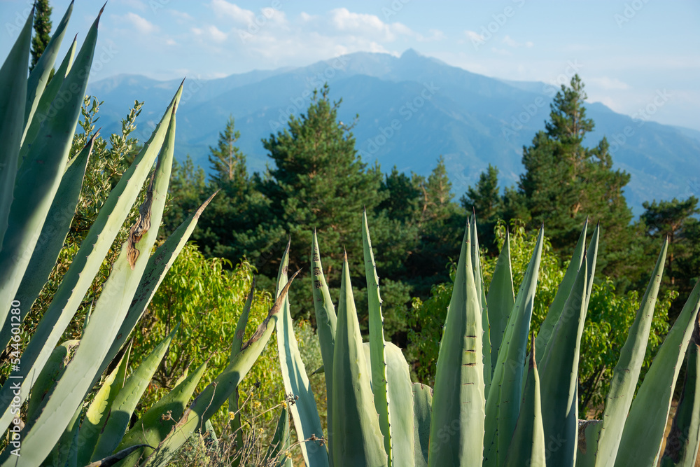 View of a blue american agaves; cacti, mountains in the Pyrenees, France