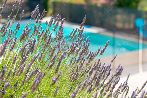 Blooming lavender at a pool background in the Pyrenees, France