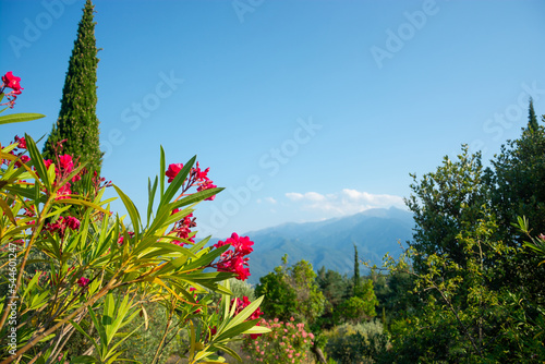 View of a cypress tree, flowers, mountains in the Pyrenees, France