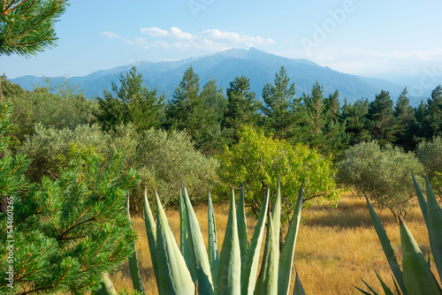 Obraz na płótnie View of a blue american agaves; cacti, mountains in the Pyrenees, France w salonie