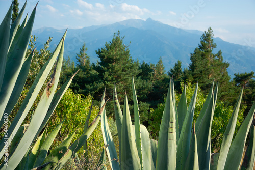 Obraz na płótnie View of a blue american agaves; cacti, mountains in the Pyrenees, France w salonie