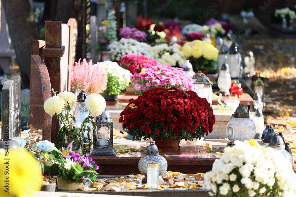 Kolorowe kwiaty chryzantemy na grobach na cmentarzu.  - obrazy, fototapety, plakaty 