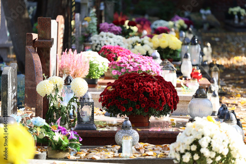 Kolorowe kwiaty chryzantemy na grobach na cmentarzu. 