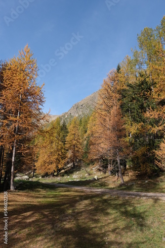 Obraz na płótnie Mélèzes Isola 2000 en automne w salonie