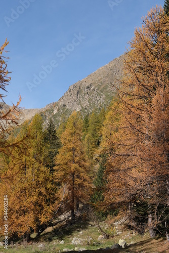 Obraz na płótnie Mélèzes Isola 2000 en automne w salonie