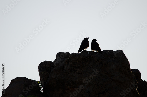 Pair of Canary Islands ravens Corvus corax canariensis. The Nublo Rural Park. Tejeda. Gran Canaria. Canary Islands. Spain.