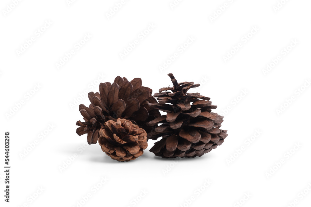 dried pine cones isolate on white background. dried pine cones isolate on white background.