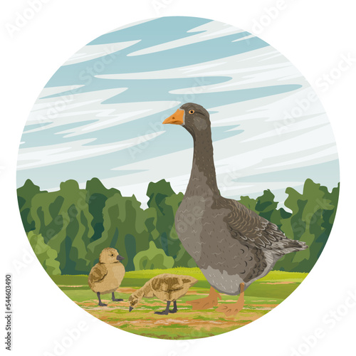 Round composition. Gray goose and two goslings in the field. farm birds. Agricultural vector realistic landscape