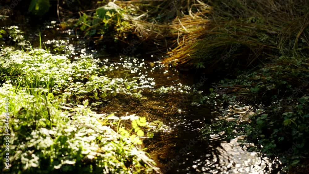 Close up slow motion water stream in the forest Close up slow motion water stream in the forest
