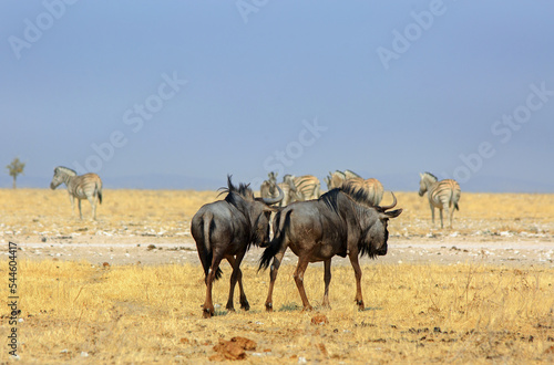 Close up of wildebeest and zebra on the bright, dry harsh Etosha Pan, Etosha, Namibia