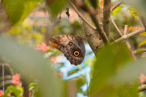 BUTTERFLY photo