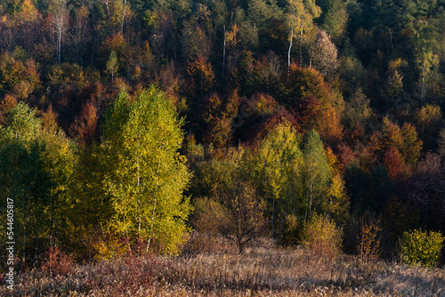 Colorful forest in the autumn sunlit by the evening sun  autumn landscape with hillside overgrown in lush forest