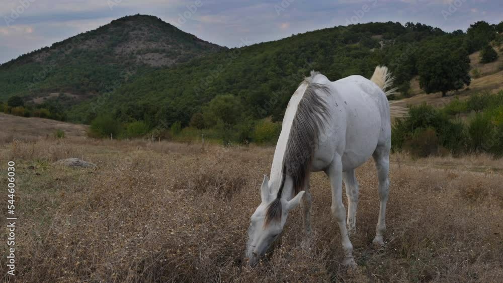 Horse graze on dry grass at the end of the day. 4K Slow motion video. Horse graze on dry grass at the end of the day. 4K Slow motion video.