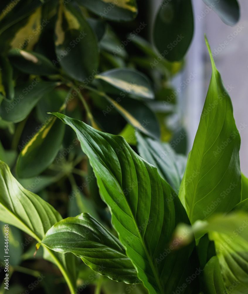 green leaves of a plant green leaves of a plant