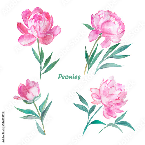 Peonies, pink flowers, watercolor illustration