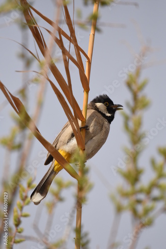 White eared bulbul Pycnonotus leucotis, a bird perched on a cane in the Al Azrak reserve in Jordan and singing a mating song to lure a partner and build a nest. settled species and tourist attraction. photo