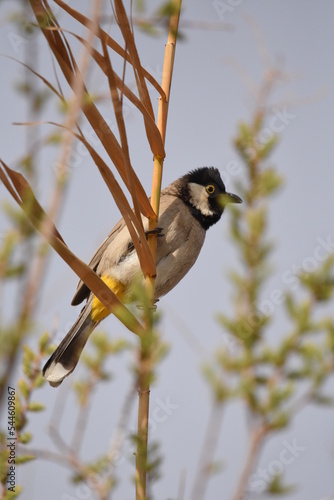 White eared bulbul Pycnonotus leucotis, a bird perched on a cane in the Al Azrak reserve in Jordan and singing a mating song to lure a partner and build a nest. settled species and tourist attraction.