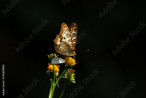 White Peacock Butterfly photo