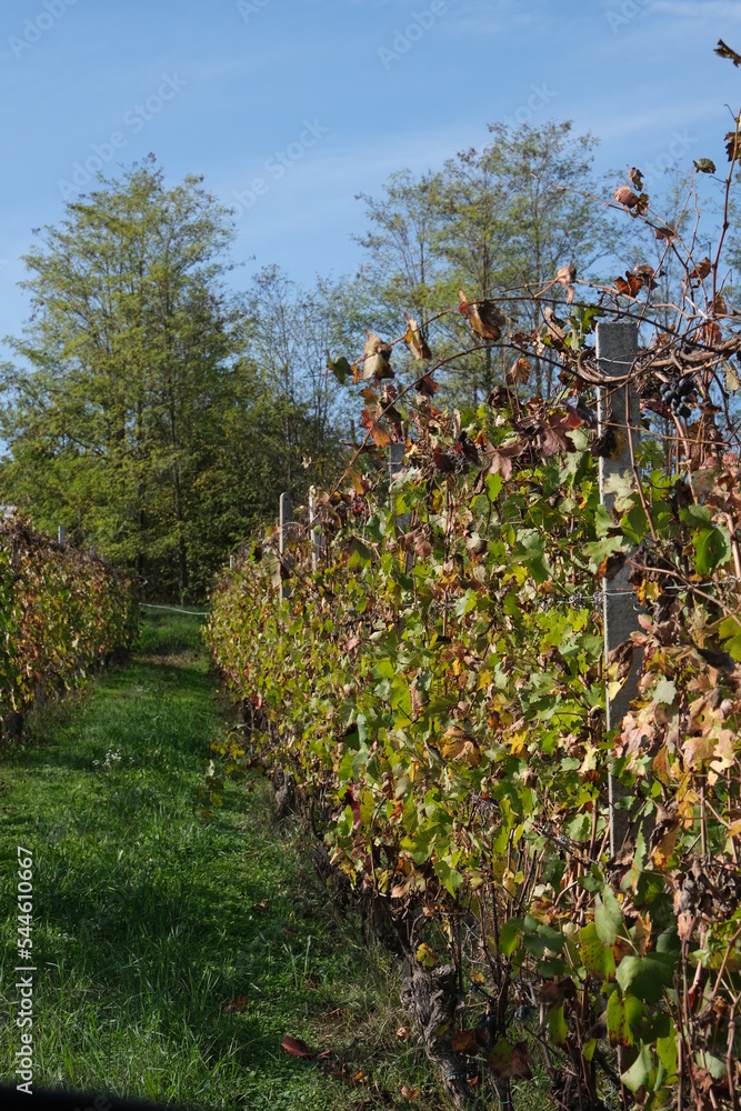 Vignes en Italie