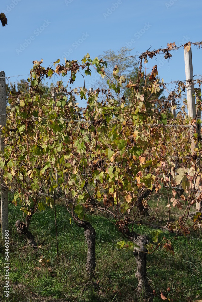Vignes en Italie