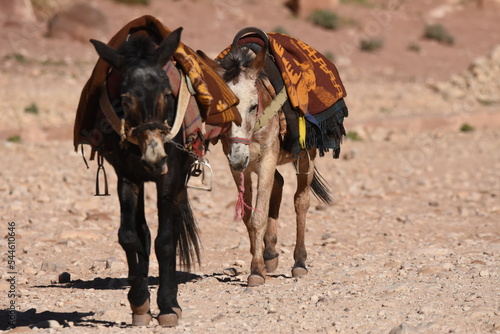 Donkeys working as transport and pack animals in Petra, Jordan. Persistent animals used to transport tourists around the ancient Nabatean city in the mountains.