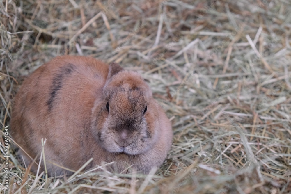 Decorative rabbit in the hay. The year of the rabbit is 2023. A symbol of the New Year. Rodent, pet. Easter rabbit Decorative rabbit in the hay. The year of the rabbit is 2023. A symbol of the New Year. Rodent, pet. Easter rabbit