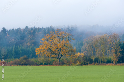 autumn in the woods