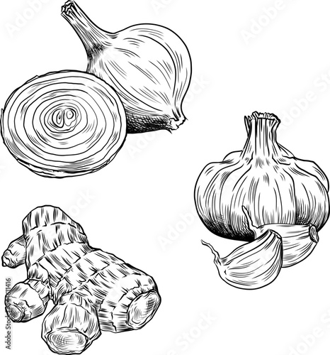 Abbildung von Zwiebel, Knoblauch und Ingwer in schwarz und weiß gezeichnet