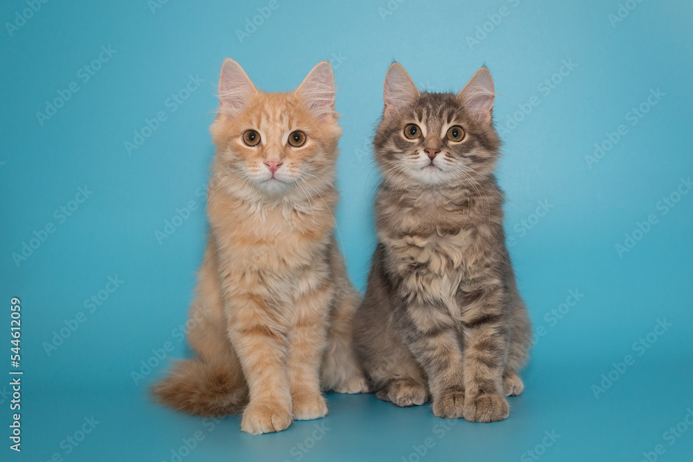 Two kittens sit side by side on a blue background