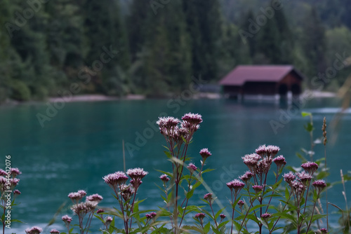 Foto Wild pink flowers on the shore of a blue mountain lake against the background of
