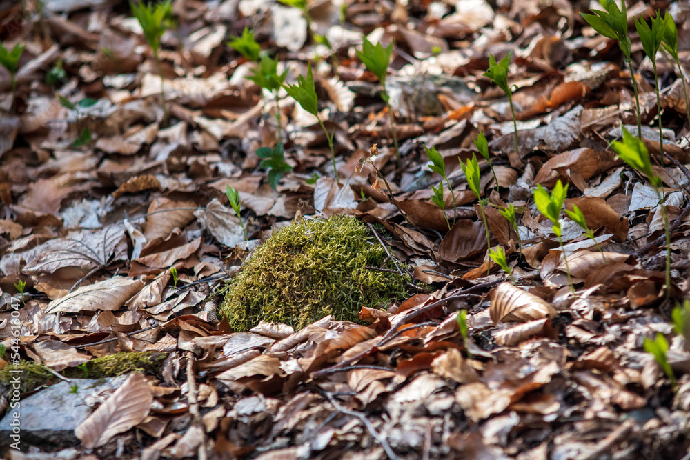 moss on the ground moss on the ground
