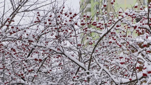 Snowy viburnum bush, Mamajeva Sloboda Cossack Village, Kyiv, Ukraine photo
