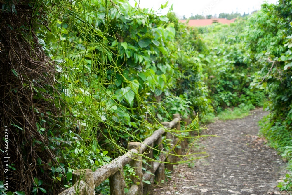 Fototapeta premium Close up the thin green ivy