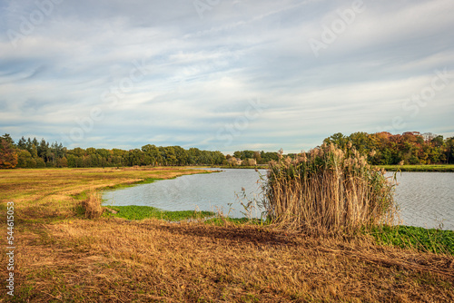 Flowering reed plants on the bank of a river. It is autumn and most of the grass and reeds have changed color to yellow or orange.