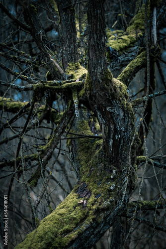 Detail of spooky twisted old tree covered by moss